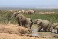 Safari Adventure in South Africa