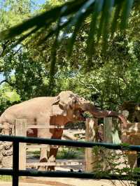 漫步自然——上海動物園的悠然探訪