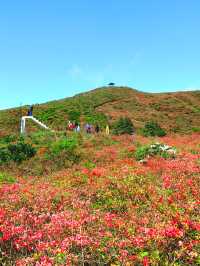 約會浏陽大圍山，在花海漫遊，雲中信步