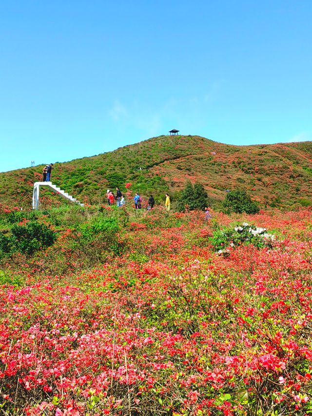 約會浏陽大圍山，在花海漫遊，雲中信步