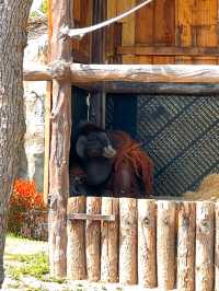 與動物的約會｜上海野生動物園。