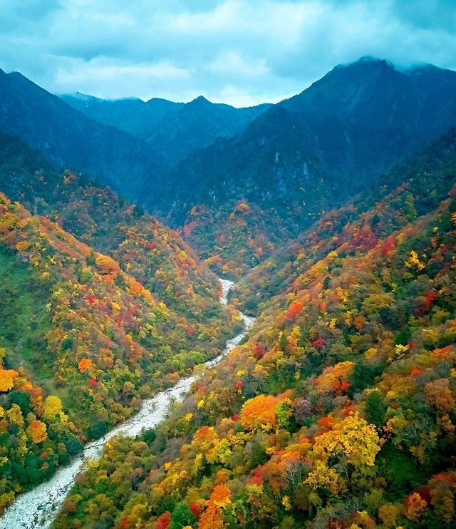 令人驚艷的彩林秘境:平武縣秋色燦爛的老河溝。