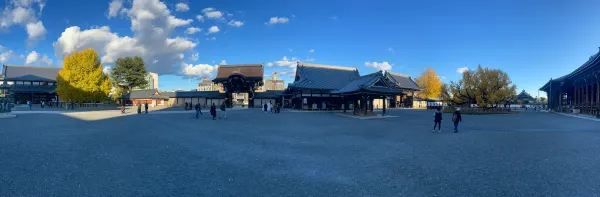 The Night Maple of Toji and the Ginkgo of Nishi Honganji are Amazing