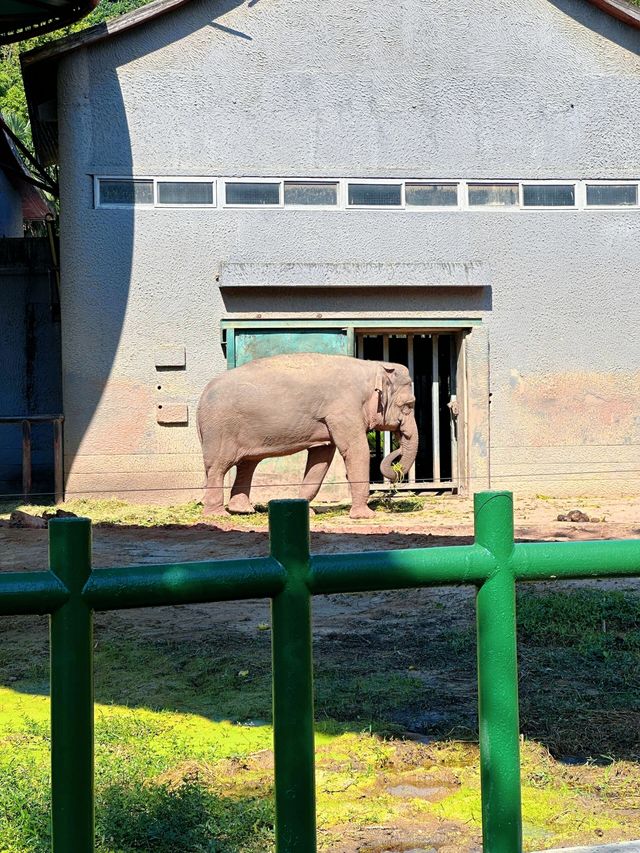 南京 citywalk｜紅山森林動物園。