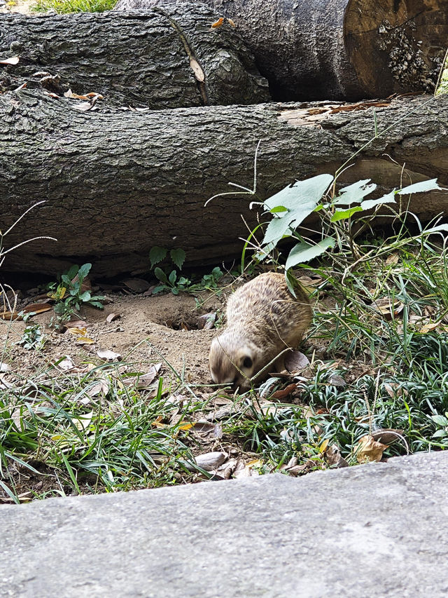 南京紅山動物園 | 誰還不知道動物園免費啦。