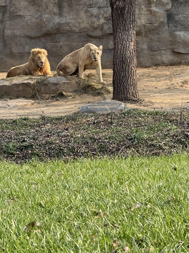 北京野生動物園暢遊攻略。