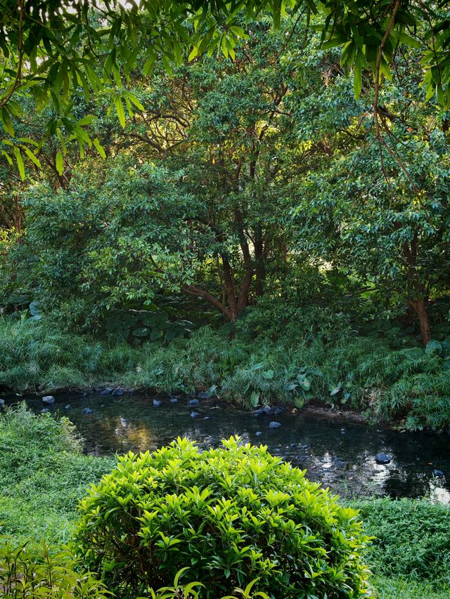 在深圳！想去無數次的公園，原圖不修也很美。