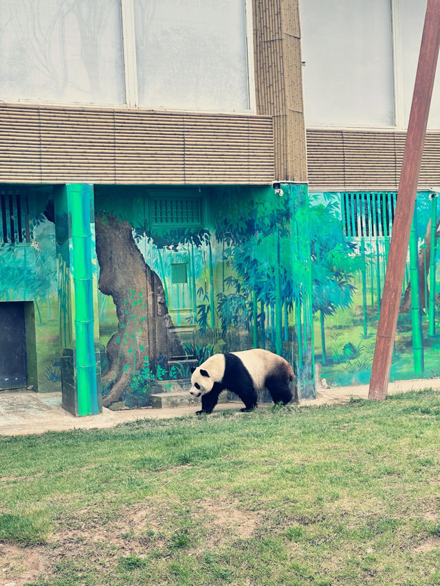 蘭州野生動物園 | 去了| 人給累趴了！。