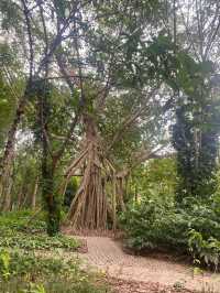 打卡西雙版納中科院植物園