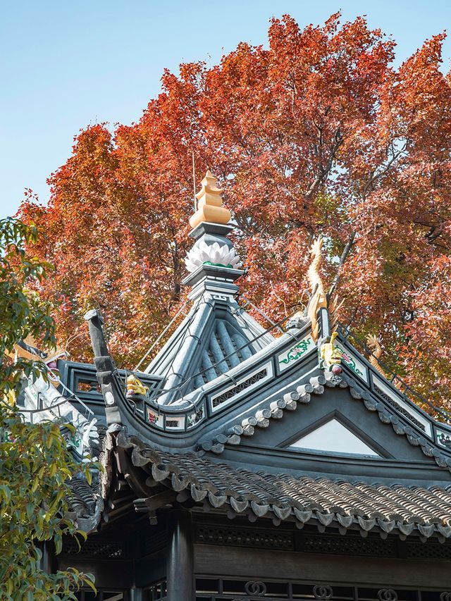 桂林公園最美秋葉季