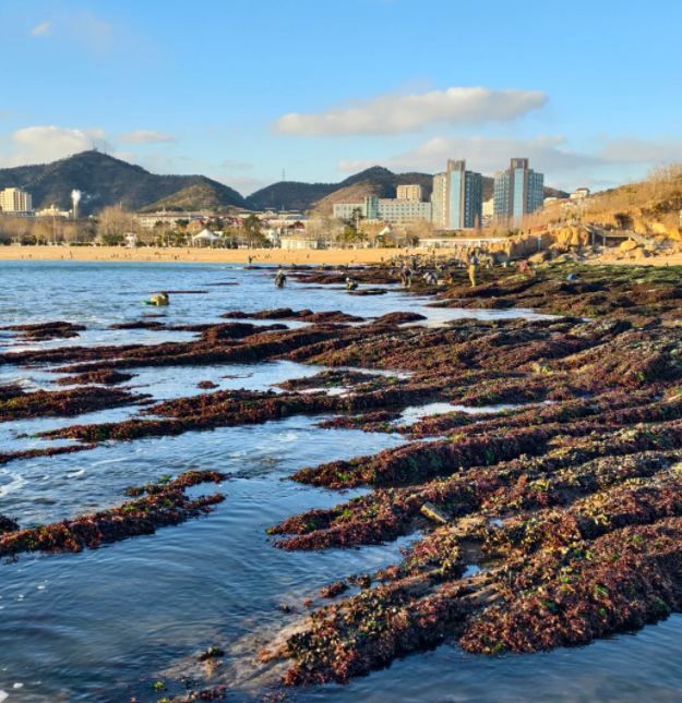 大連趕海：灘平水淺的趕海聖地