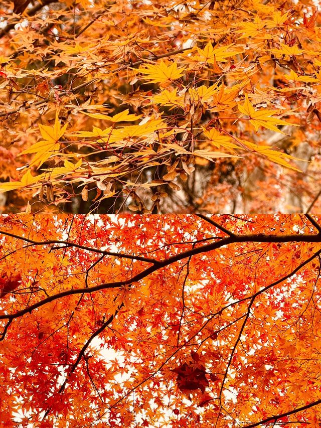 魯迅公園的紅楓簡直美得令人驚嘆！！