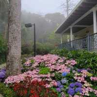 山頂花園 - 賞花之旅