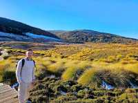 Wombat Spotting Under Cradle Mountain: A Wildlife Adventure!