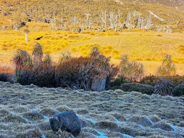 Wombat Spotting Under Cradle Mountain: A Wildlife Adventure!