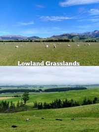 🇳🇿 Grasslands in New Zealand's South Island