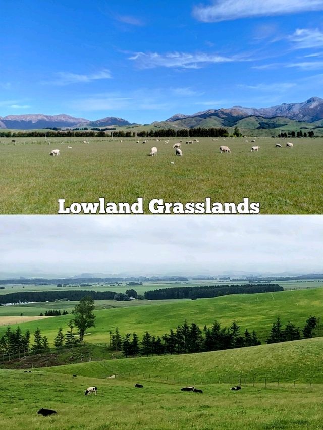 🇳🇿 Grasslands in New Zealand's South Island