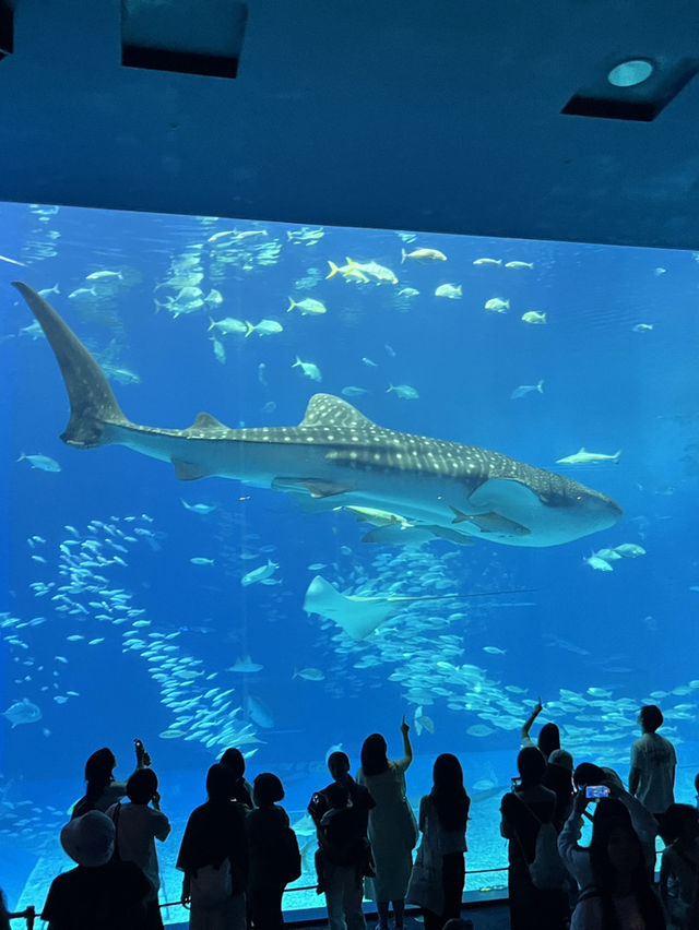 Churaumi Aquarium Okinawa Japan 🇯🇵 