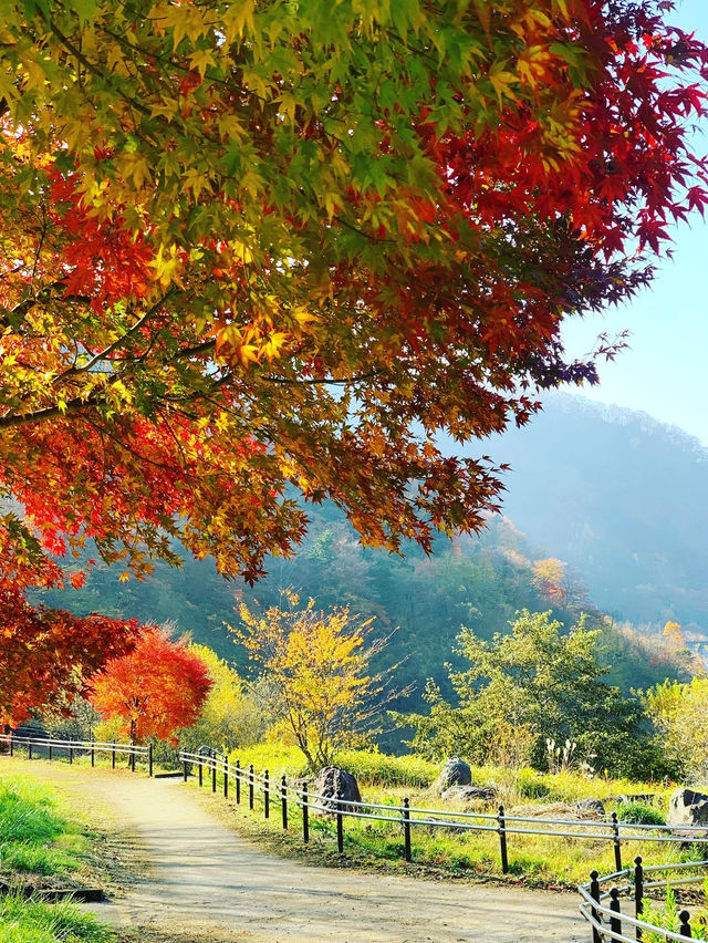 【群馬×秋】  《奥四万湖》   真っ赤な紅葉と四万ブルーの絶景