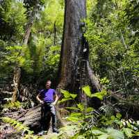 Above the Trees: Thrills and Views at Poring Canopy Walkway!