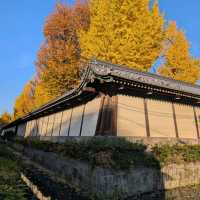 🇯🇵京都「西本願寺 東本願寺」銀杏盛開實況！穿越時空的寧靜之美