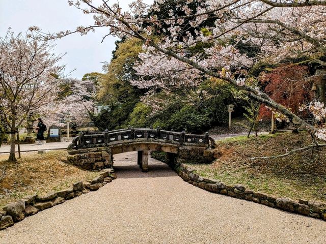 九州武雄神社：賞櫻花、看神木的人氣No.1免費景點