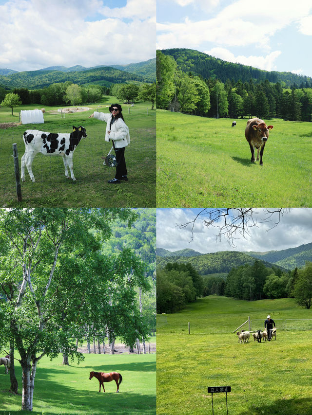 帶娃去北海道，強烈安利一家度假村