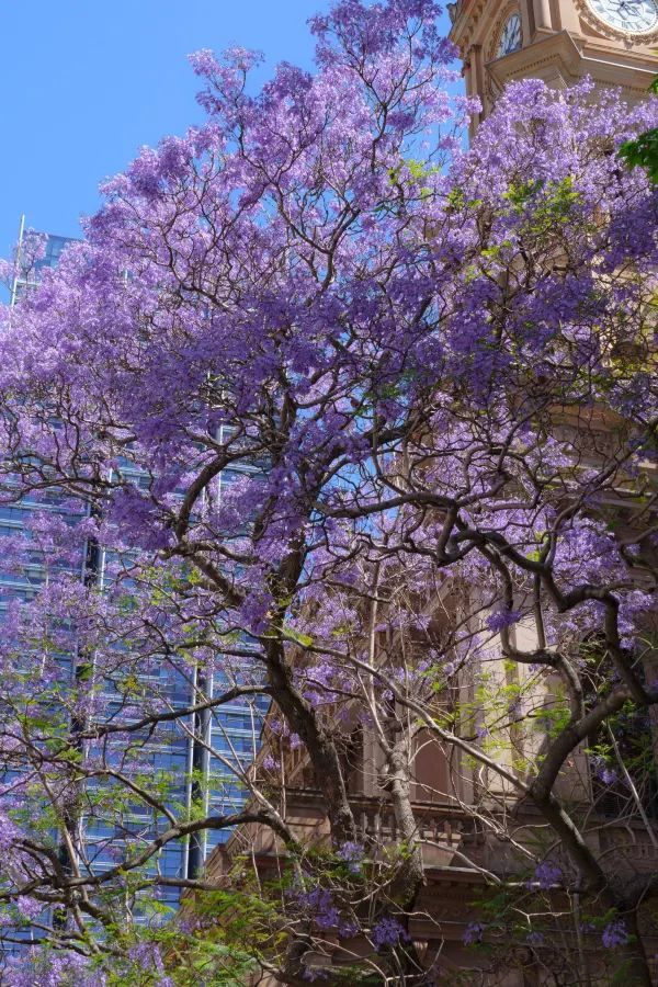 Sydney, it's the season of Jacaranda blooms again!