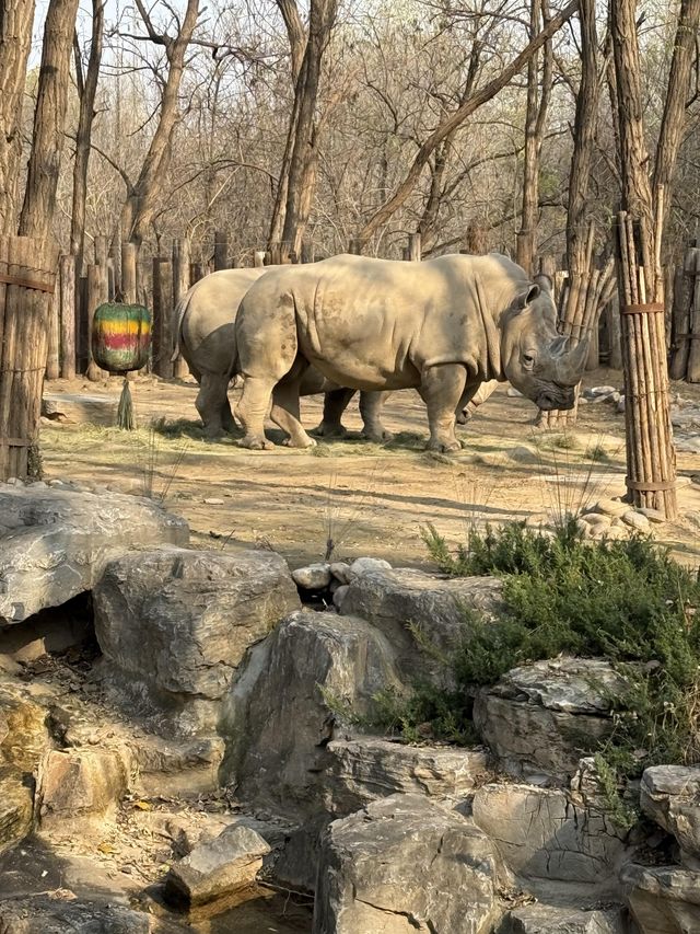 北京野生動物園暢遊攻略。