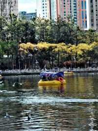 昆明翠湖公園迎來最美觀鷗季