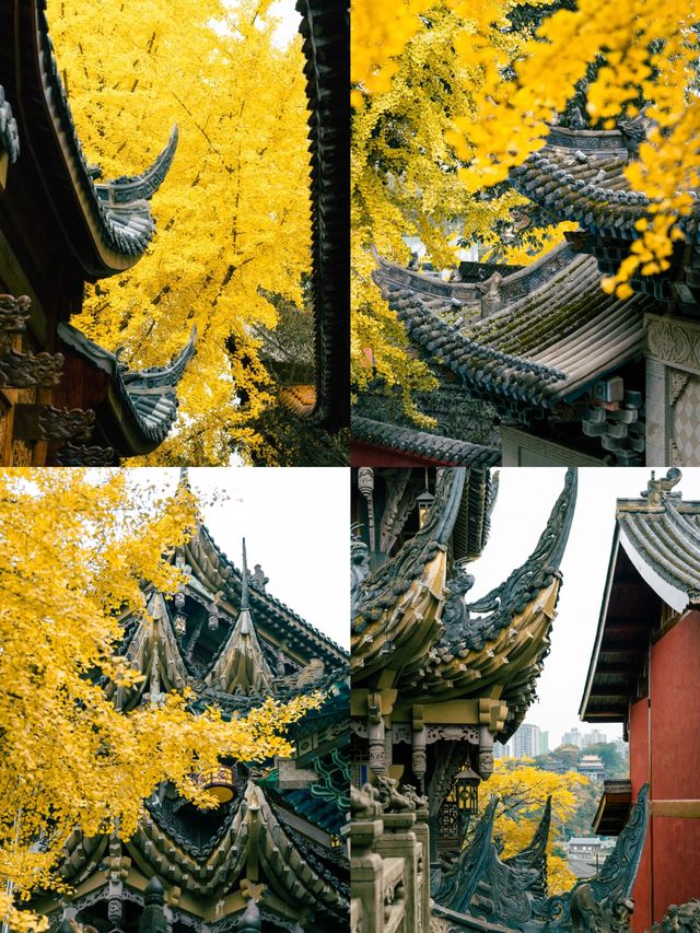 重慶這座江邊古寺__銀杏滿園！