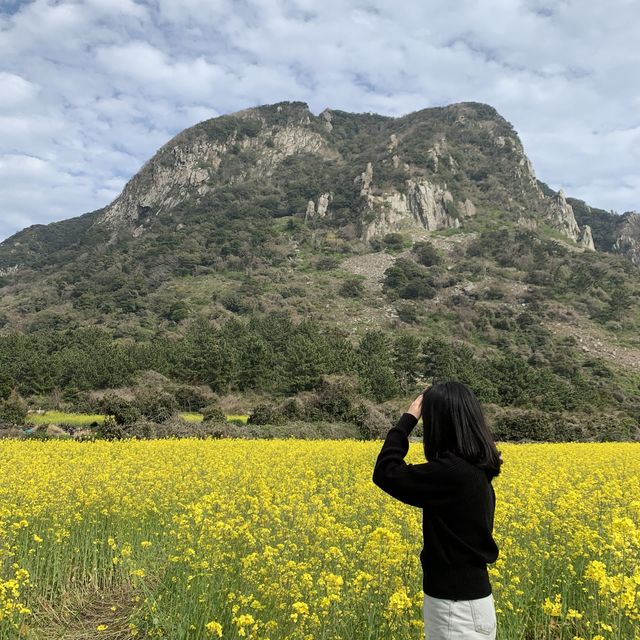 유채꽃 명소 제주 산방산🌼