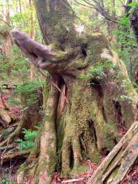 一度は行きたい世界遺産🌲屋久島🌲