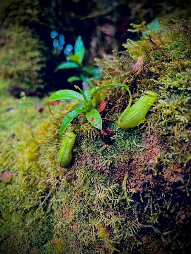 Unforgettable Adventure in Mossy Forest