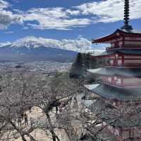 Mount Fuji, Japan - Cherry Blossom Season