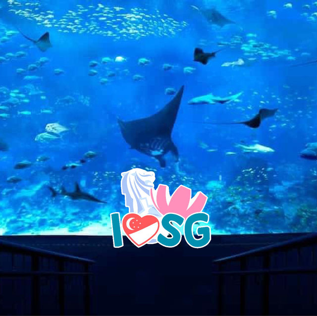 Exploring 🇸🇬 Singapore's Largest S.E.A. Aquarium