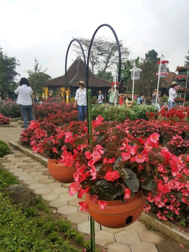 MUST VISIT : BEGONIA GARDEN, BANDUNG