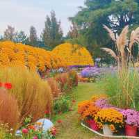 Chrysanthemum festival - most beauty season 