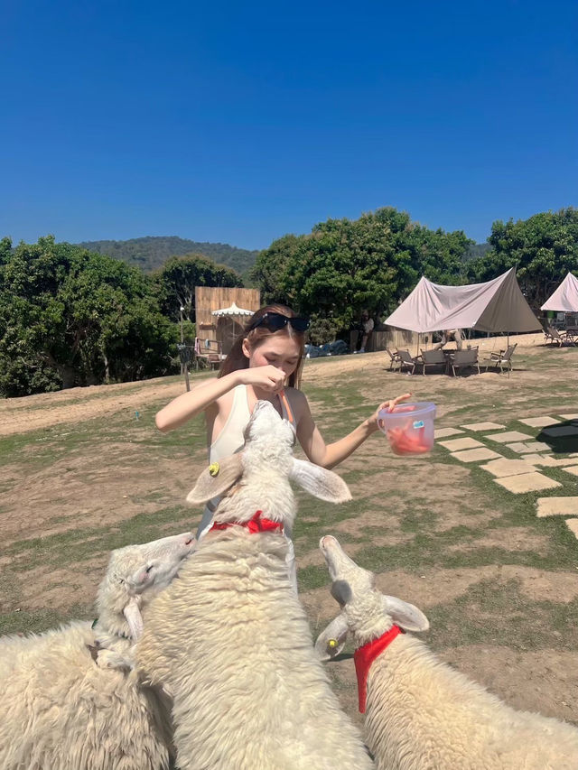 บ้าน​แกะ​แม่ขิ🐑🛖