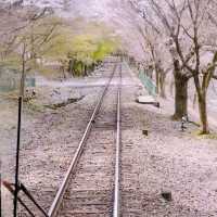 Blossoms on Rails: A Magical Ride on the Sagano Romantic Train!