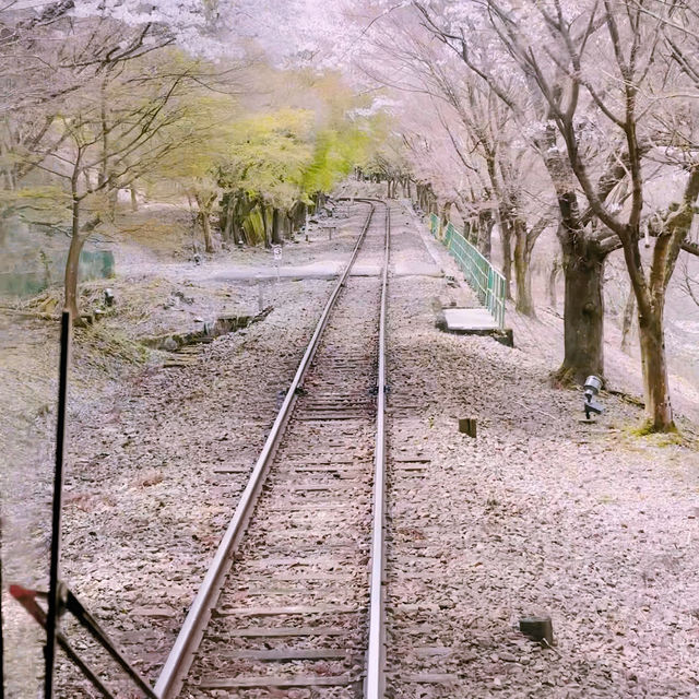 Blossoms on Rails: A Magical Ride on the Sagano Romantic Train!