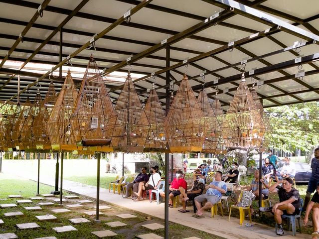 Birds telling your fortune in Singapore - Kebun Baru Birdsinging Club