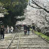 京都櫻花之旅 - 蹴上傾斜鐵道