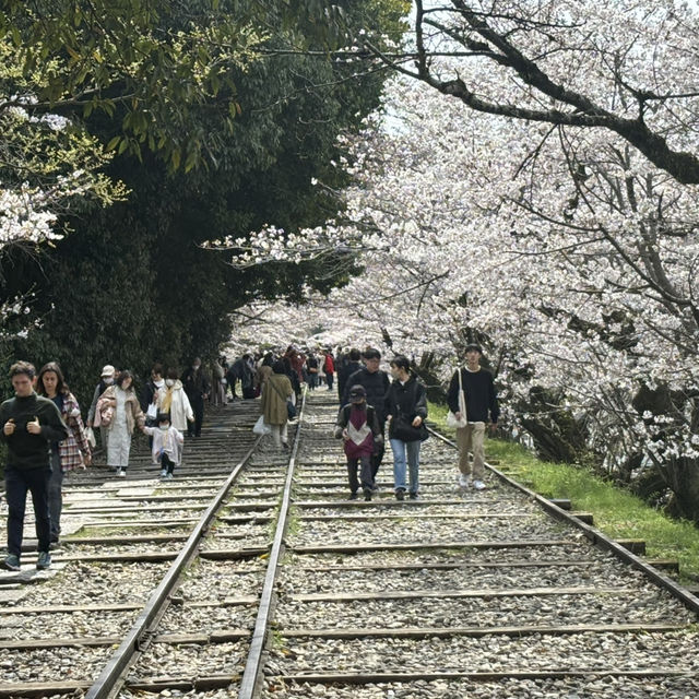 京都櫻花之旅 - 蹴上傾斜鐵道