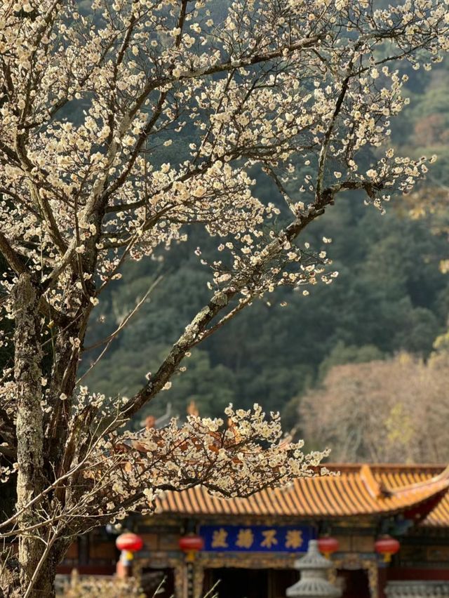 昆明西山|到華亭寺裡聞香尋梅！