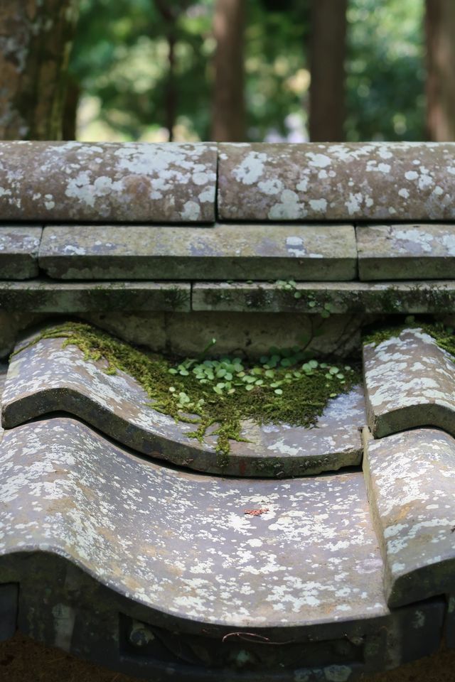 西芳寺（苔寺）｜京都的夏 美哭了