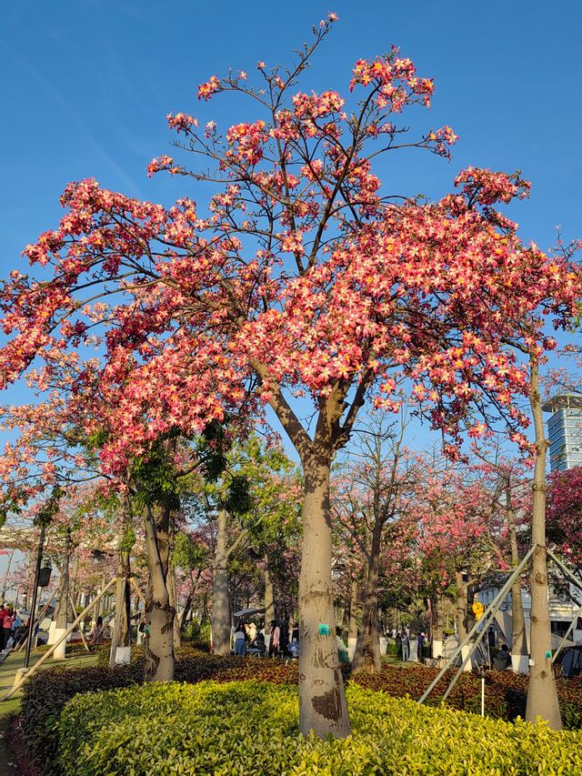 沒錯！冬天賞花當屬橫琴花海長廊。