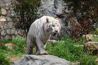 南京紅山森林動物園