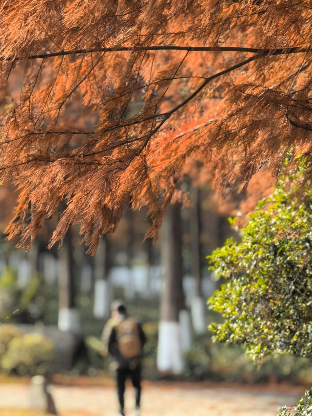 湘湖賞紅杉