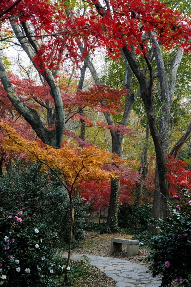 中山植物園紅楓崗，紅橙黃綠正美